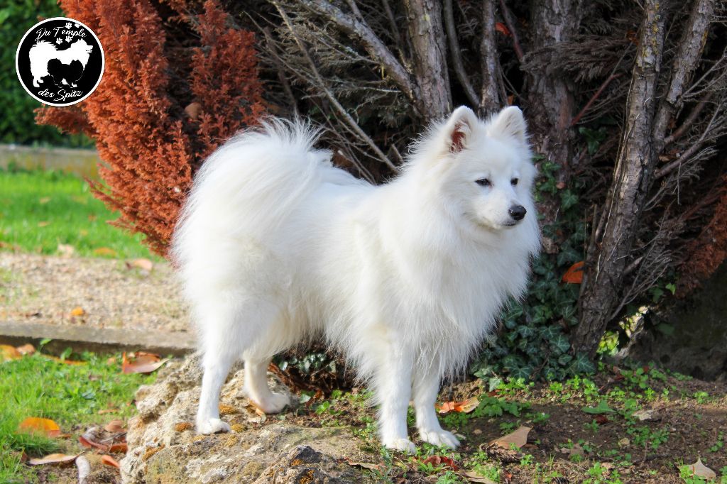 Olympe du domaine du mont chauve