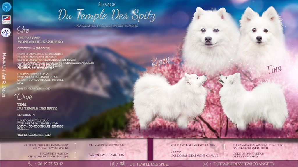 chiot Spitz japonais Du Temple Des Spitz