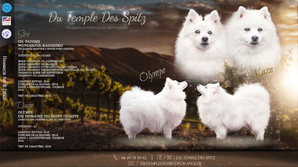 chiot Spitz japonais Du Temple Des Spitz