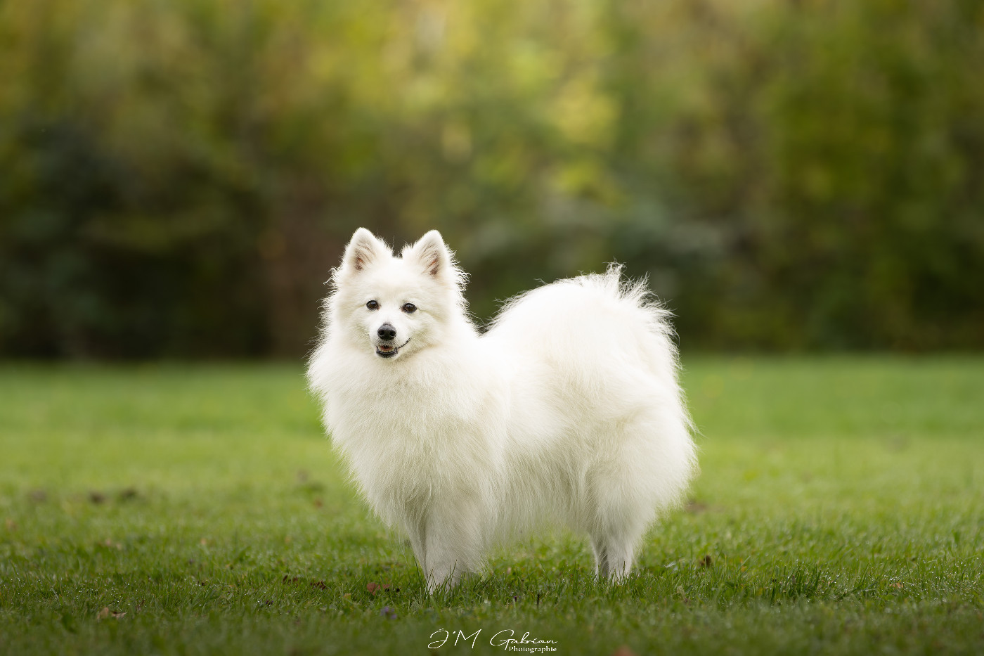 CH. Tina Du Temple Des Spitz