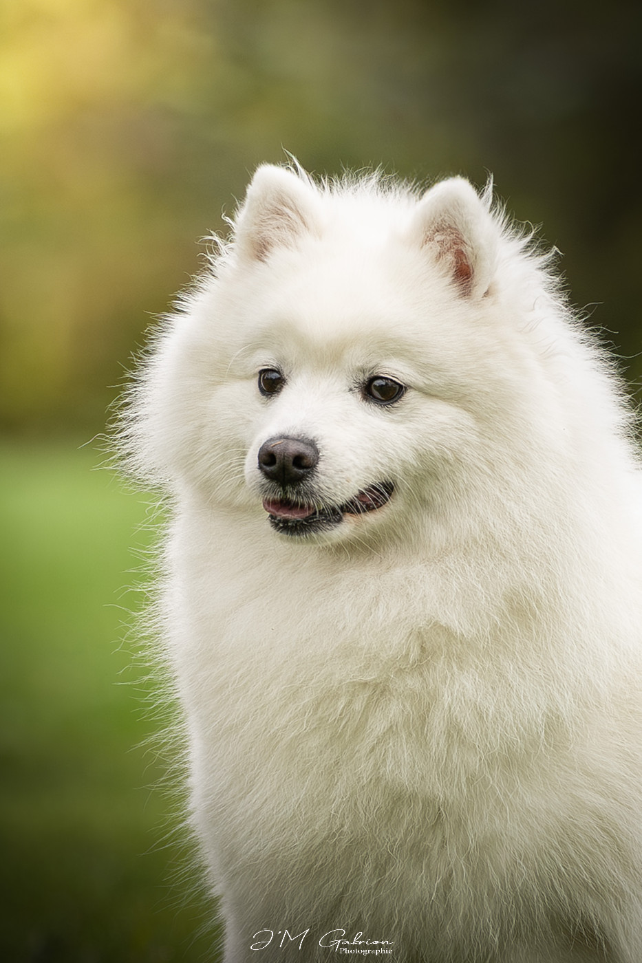 CH. snöslottets Zendaya maree