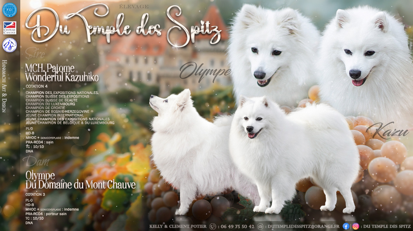 Chiot Spitz japonais Du Temple Des Spitz