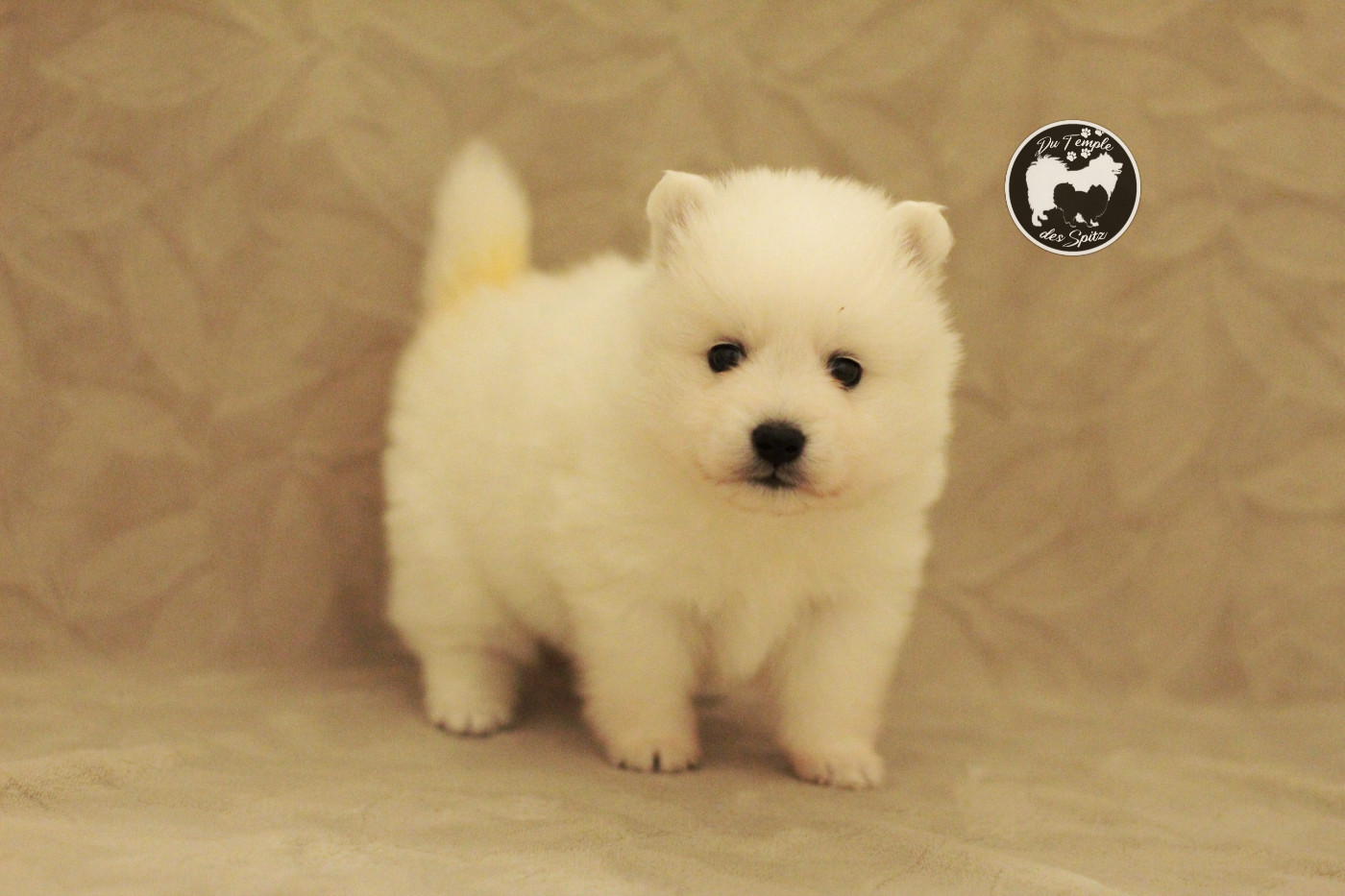 Du Temple Des Spitz - Chiots disponibles - Spitz japonais