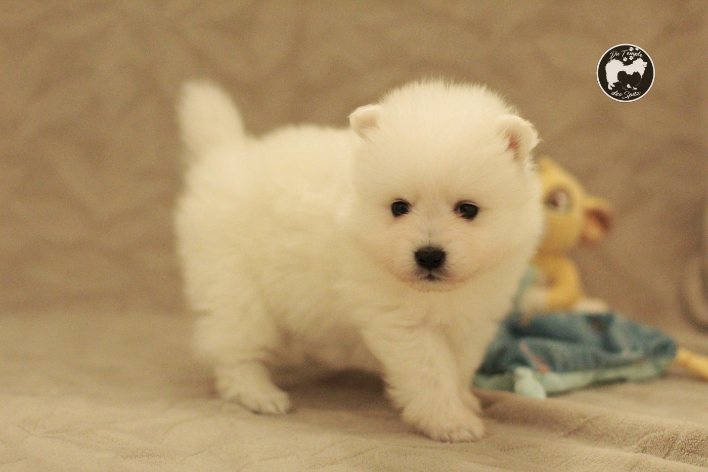 Du Temple Des Spitz - Chiots disponibles - Spitz japonais