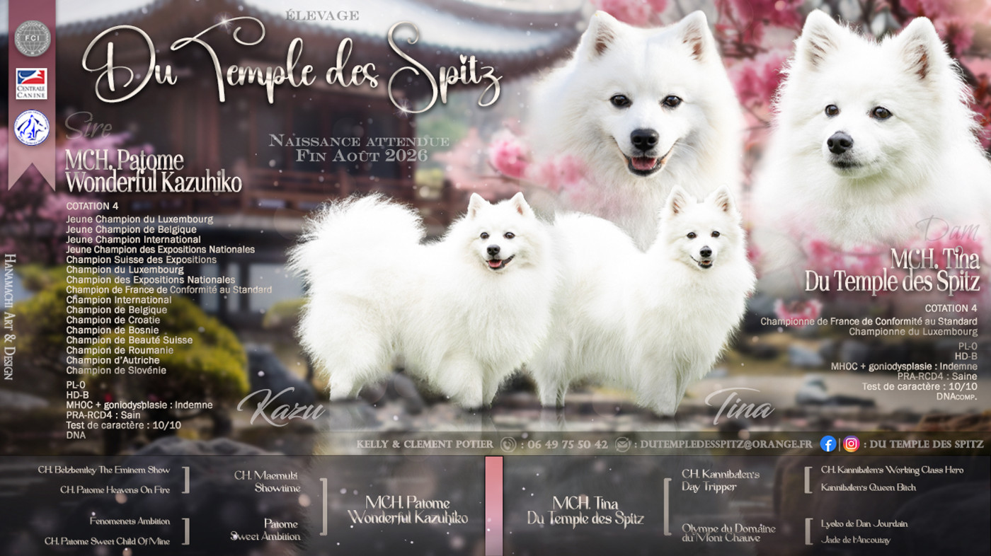 Chiot Spitz japonais Du Temple Des Spitz