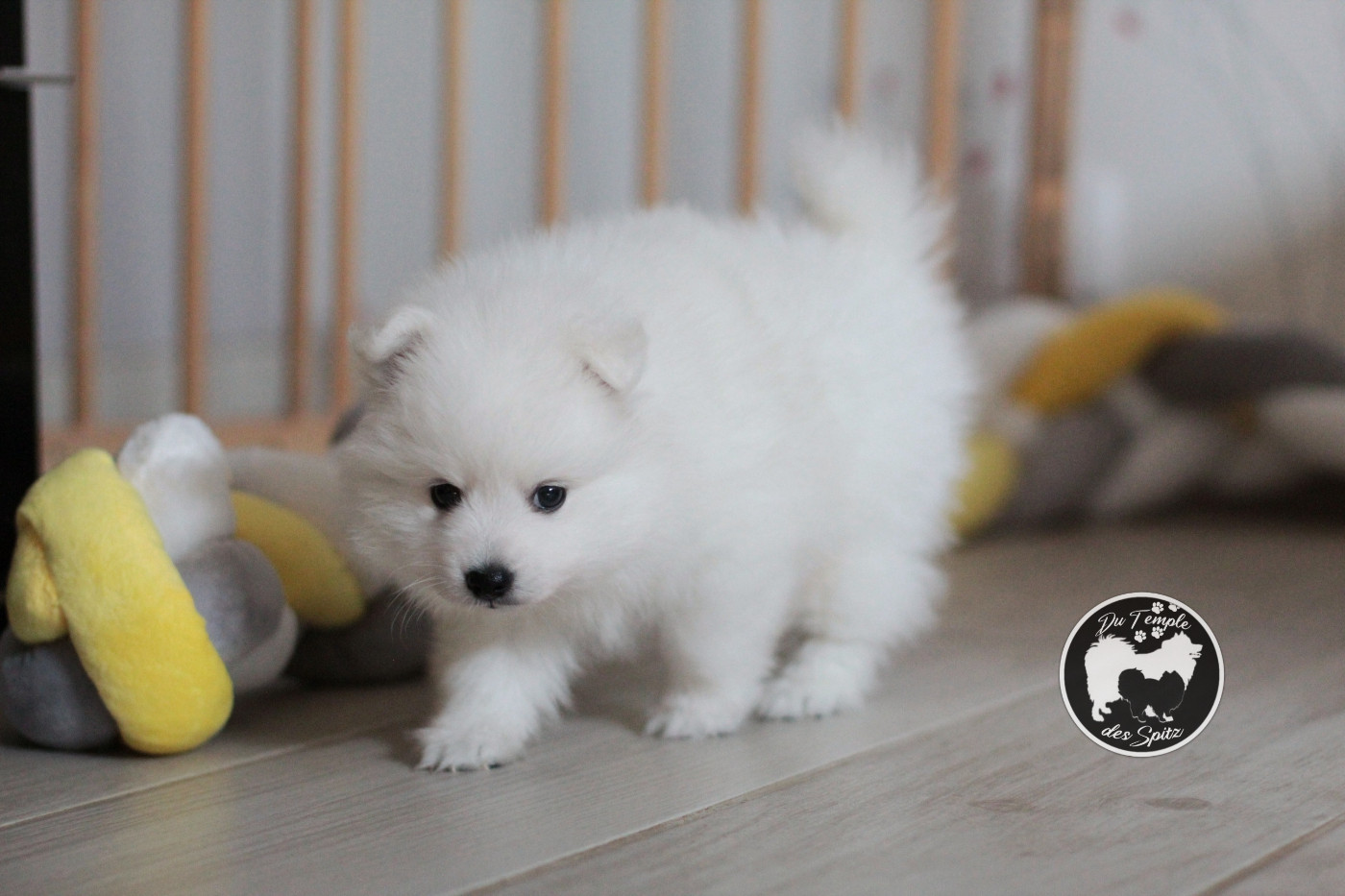 Du Temple Des Spitz - Chiots disponibles - Spitz japonais